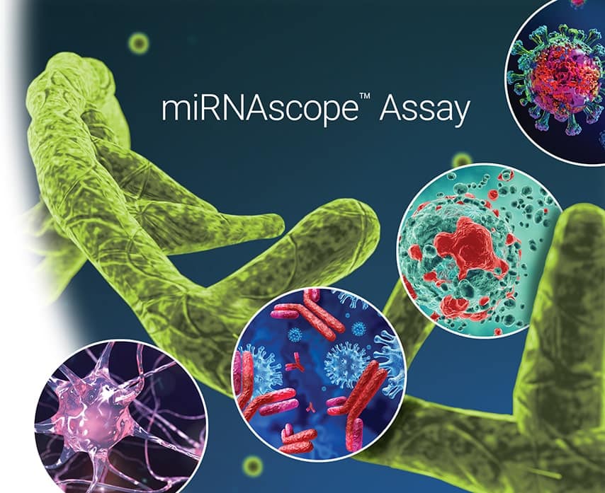 ASO, miRNA, and siRNA Detection